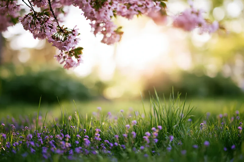 Cherry blossom branches hanging over a grassy meadow with purple wildflowers in a spring garden
