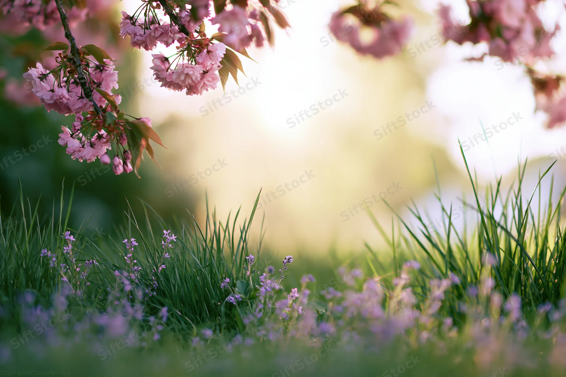 Cherry blossom branches hanging over green grass with purple wildflowers in a spring garden
