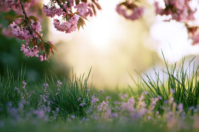 Cherry blossom branches hanging over green grass with purple wildflowers in a spring garden