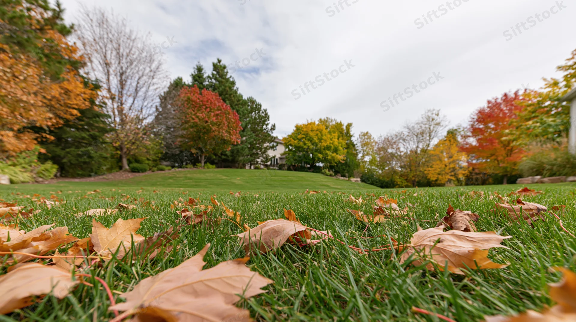 Scattered dry maple leaves on a suburban backyard lawn in autumn