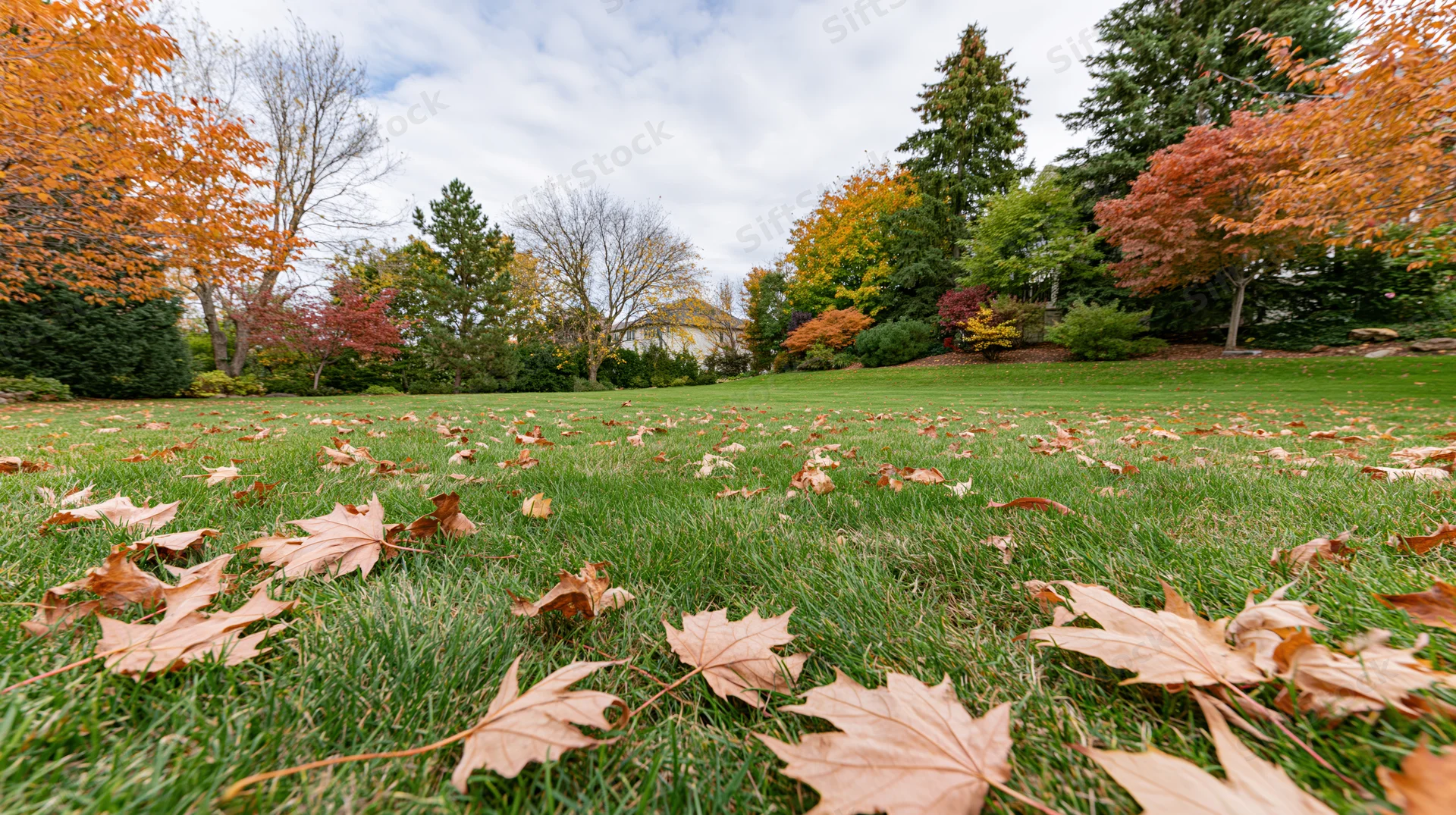 Scattered dry maple leaves on a suburban backyard lawn in autumn