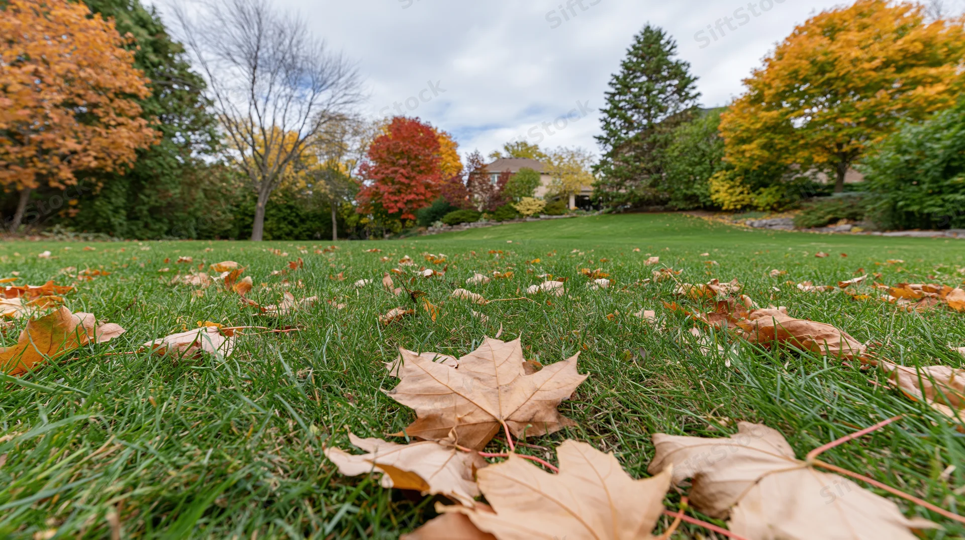 Dry maple leaves scattered across a green suburban lawn in autumn