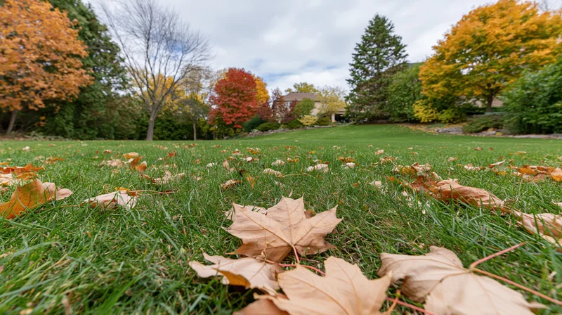 Dry maple leaves scattered across a green suburban lawn in autumn