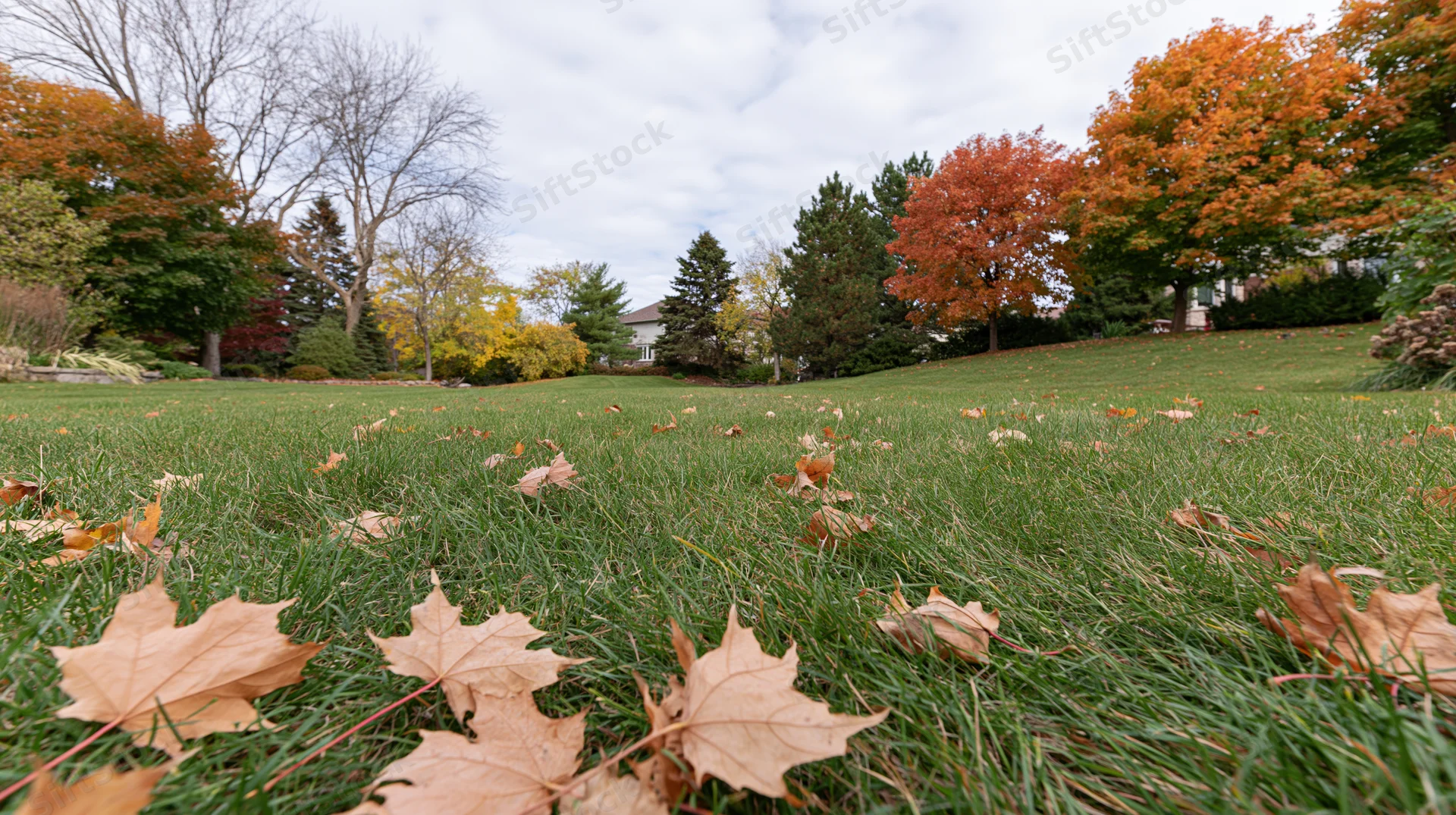Scattered dry maple leaves on a suburban backyard lawn in autumn