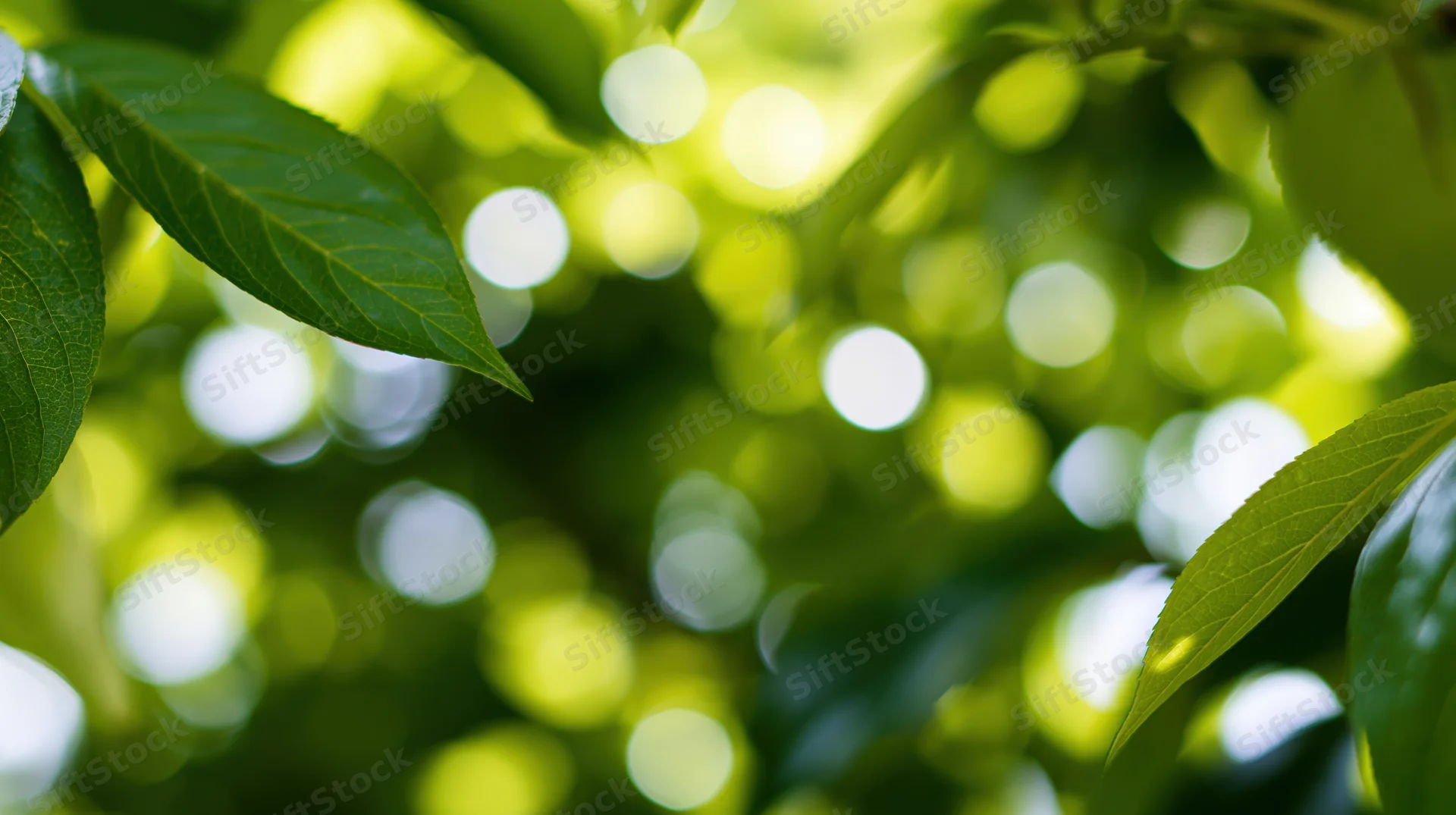 Sunlight filtering through green leaves in a garden