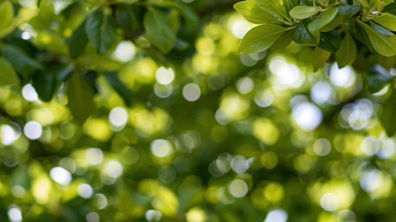 Sunlight filtering through dense green leaves in a garden