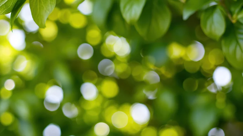 Sunlight filtering through dense green leaves in a garden