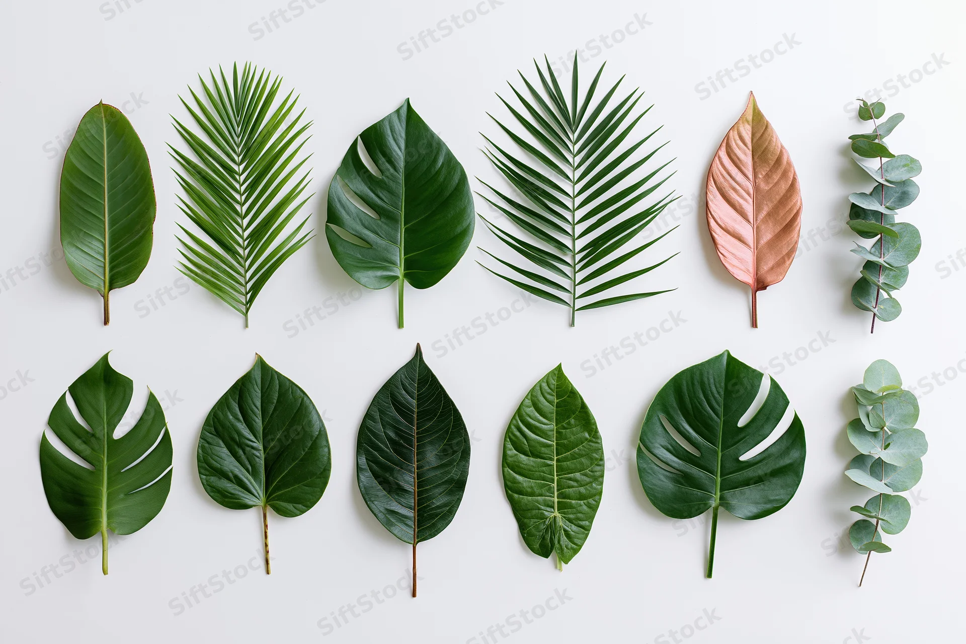 Tropical plant leaves arranged in two rows on a white background