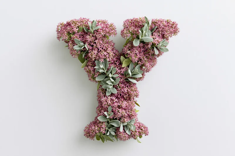 Letter y formed from pink sedum flowers and green leaves on white background