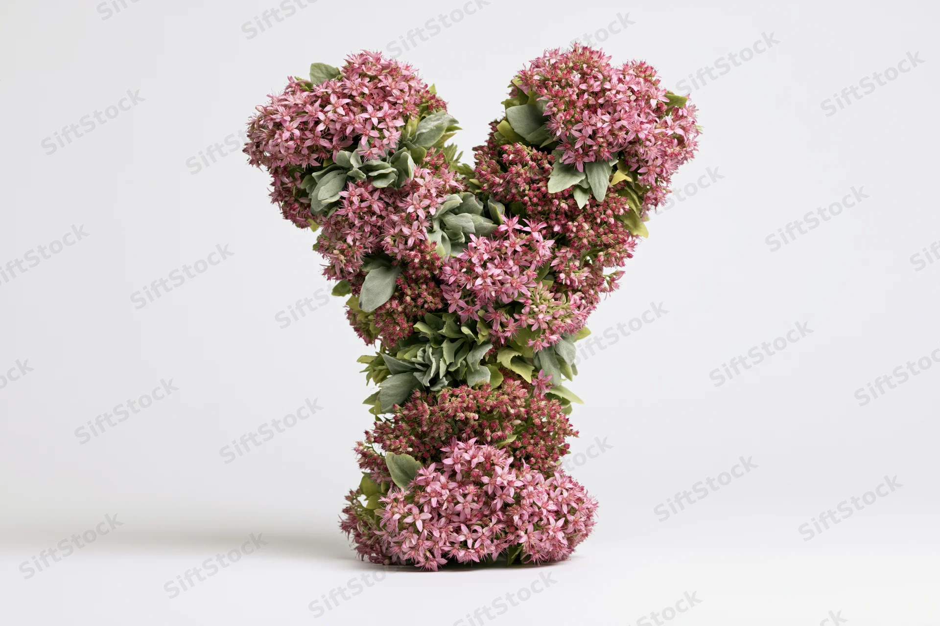 Floral arrangement shaped as the letter y made of pink sedum flowers and green leaves on white background