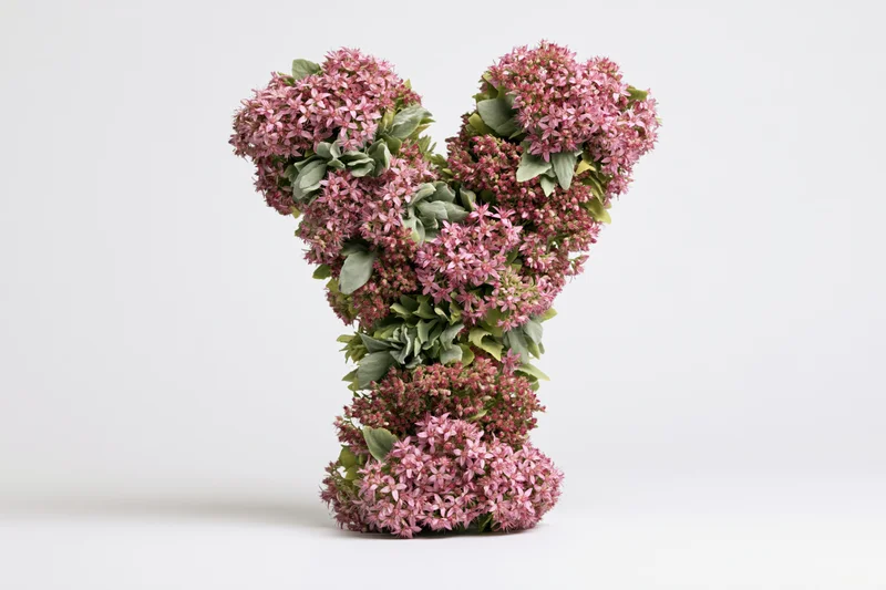Floral arrangement shaped as the letter y made of pink sedum flowers and green leaves on white background