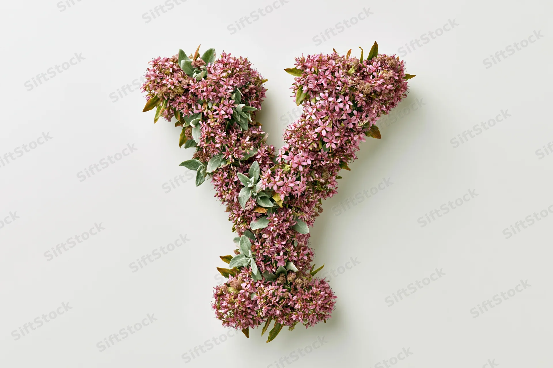 Letter y formed from pink sedum flowers and green leaves on white background