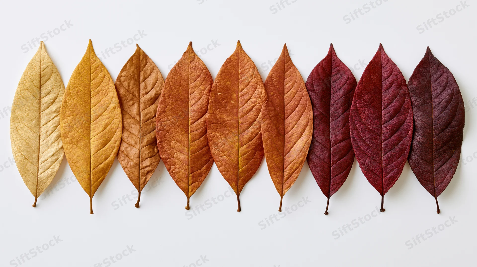 Dried autumn leaves arranged in a horizontal row on white background