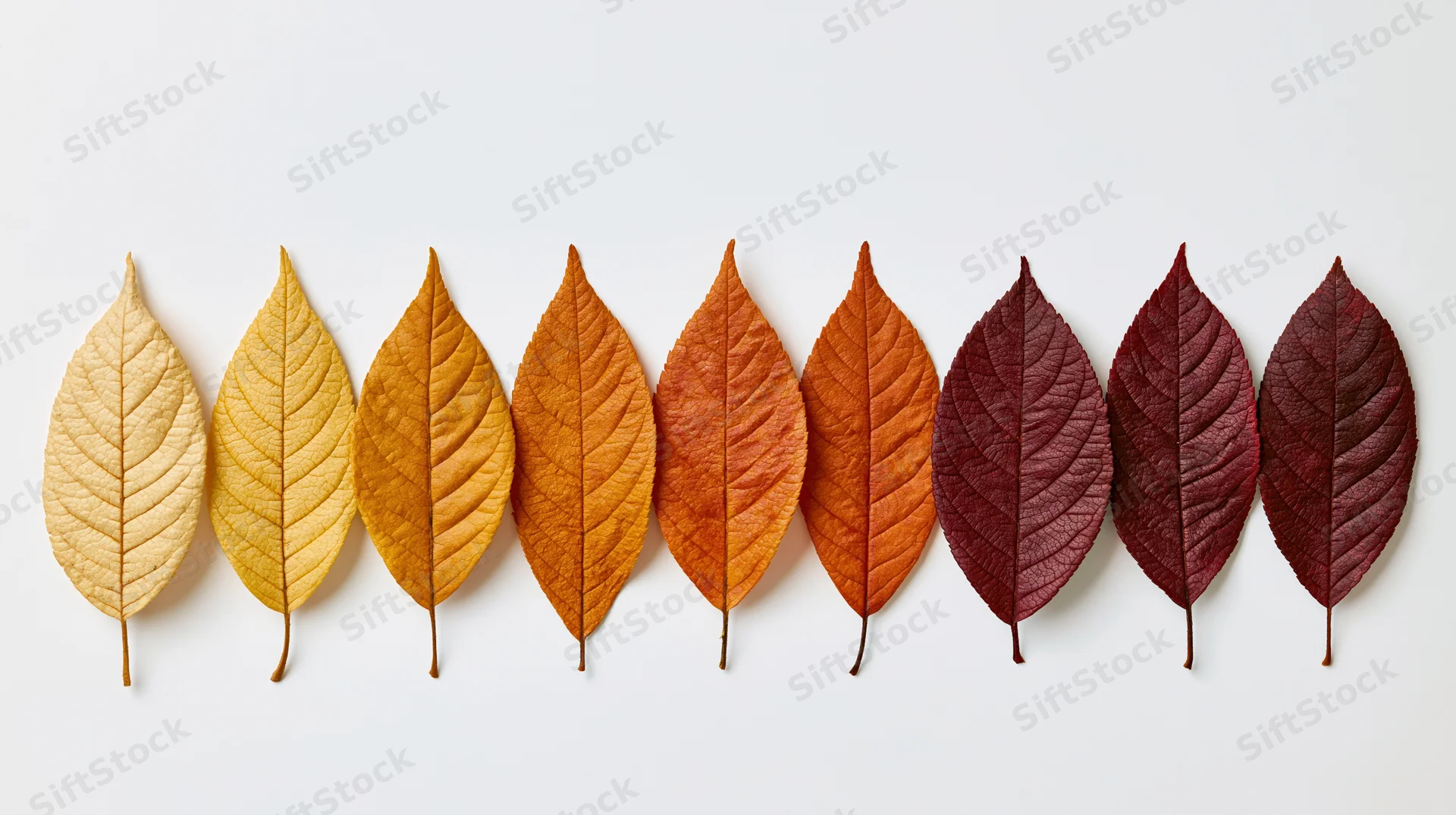 Dried autumn leaves arranged in a horizontal row on white background