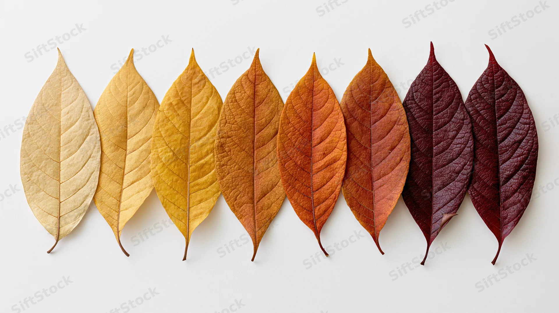 Dried autumn leaves arranged in a horizontal row on white background