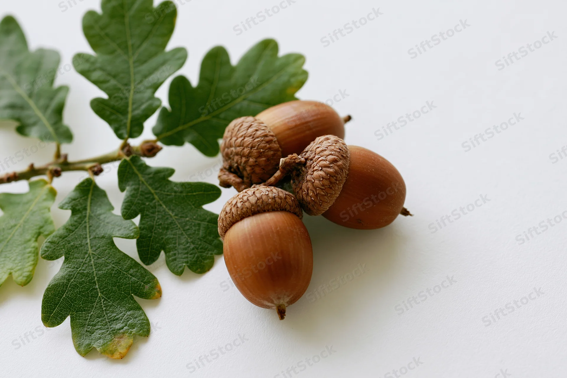 Acorns and oak leaves arranged on a white surface