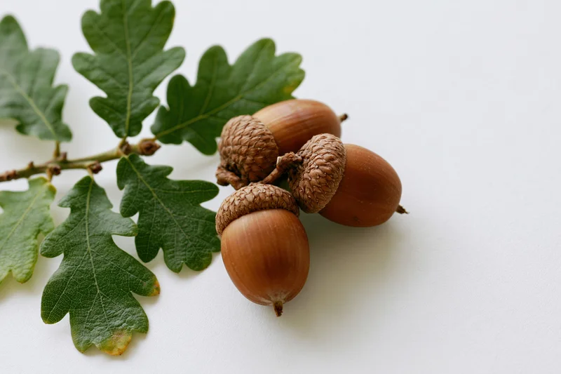 Acorns and oak leaves arranged on a white surface