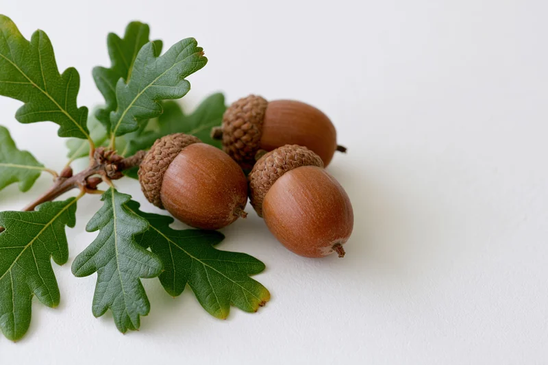 Acorns with green oak leaves on a white surface