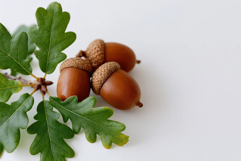 Acorns and oak leaves arranged on a white surface with copyspace