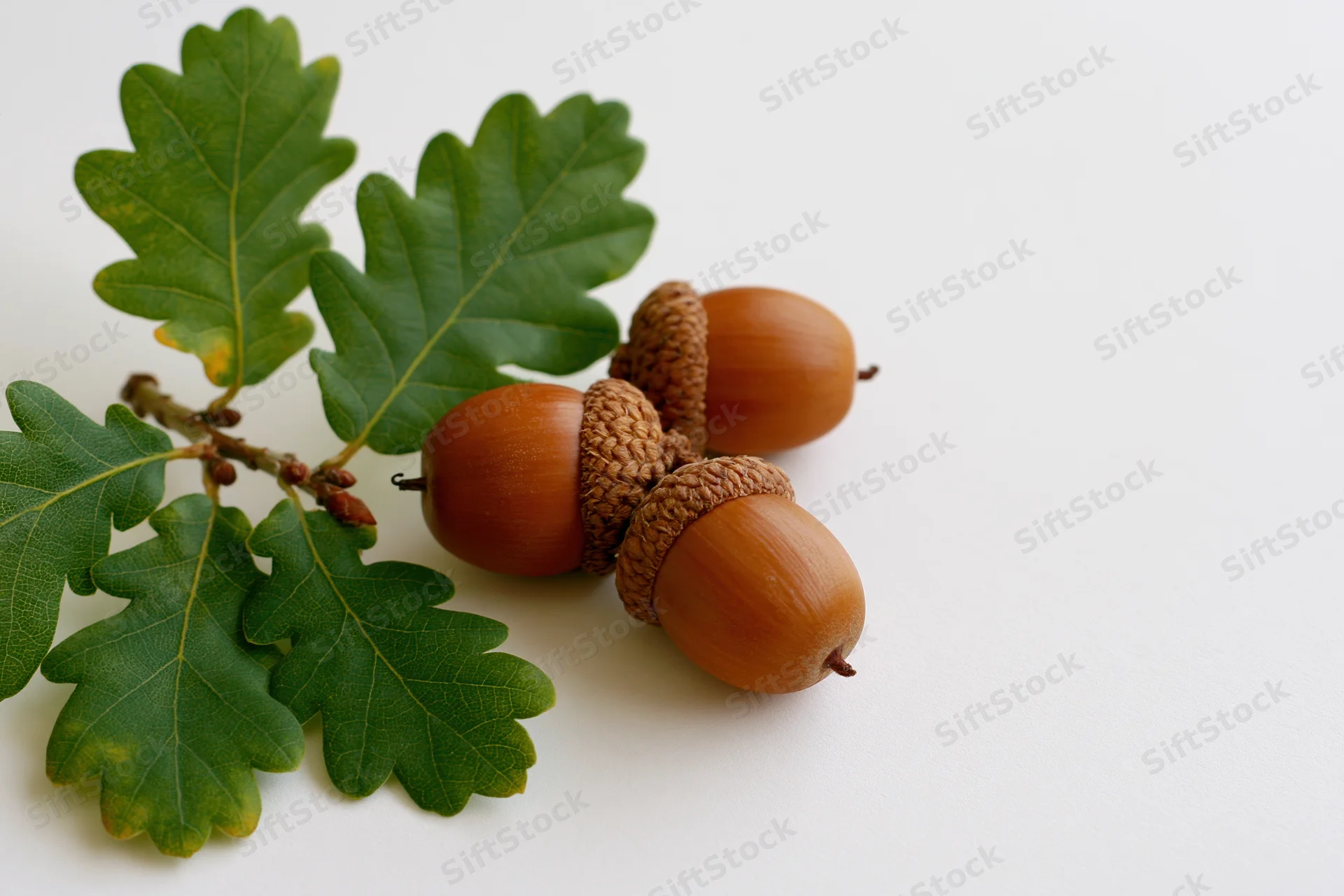 Three acorns with textured caps and green oak leaves arranged on a white surface