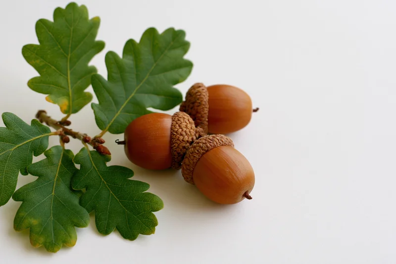 Three acorns with textured caps and green oak leaves arranged on a white surface