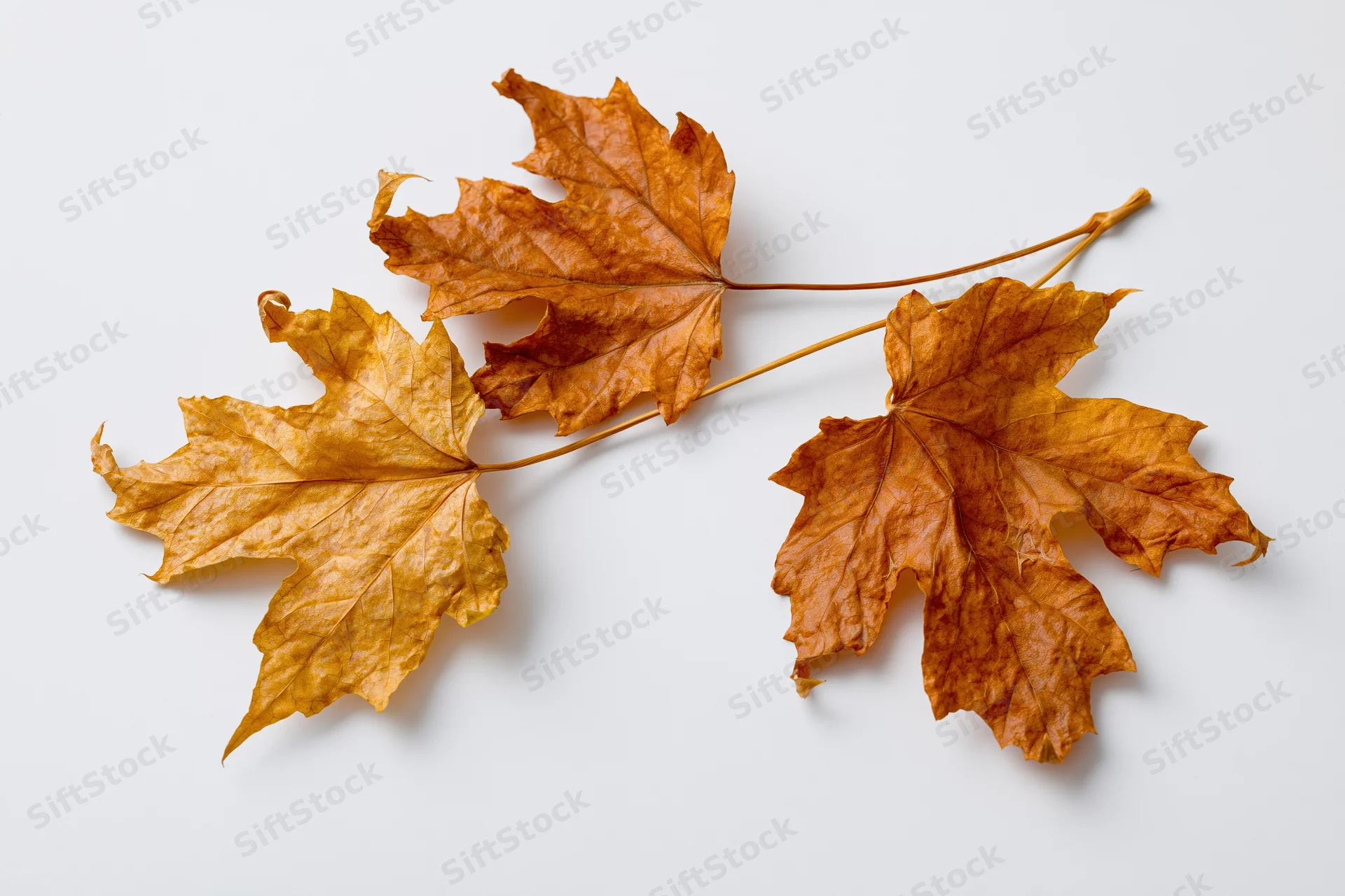 Three dried maple leaves arranged on a white surface with copyspace