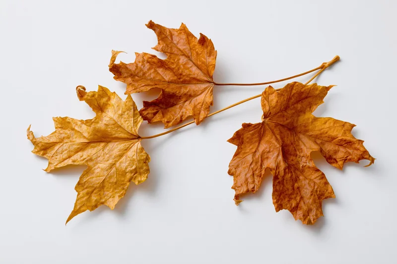 Three dried maple leaves arranged on a white surface with copyspace