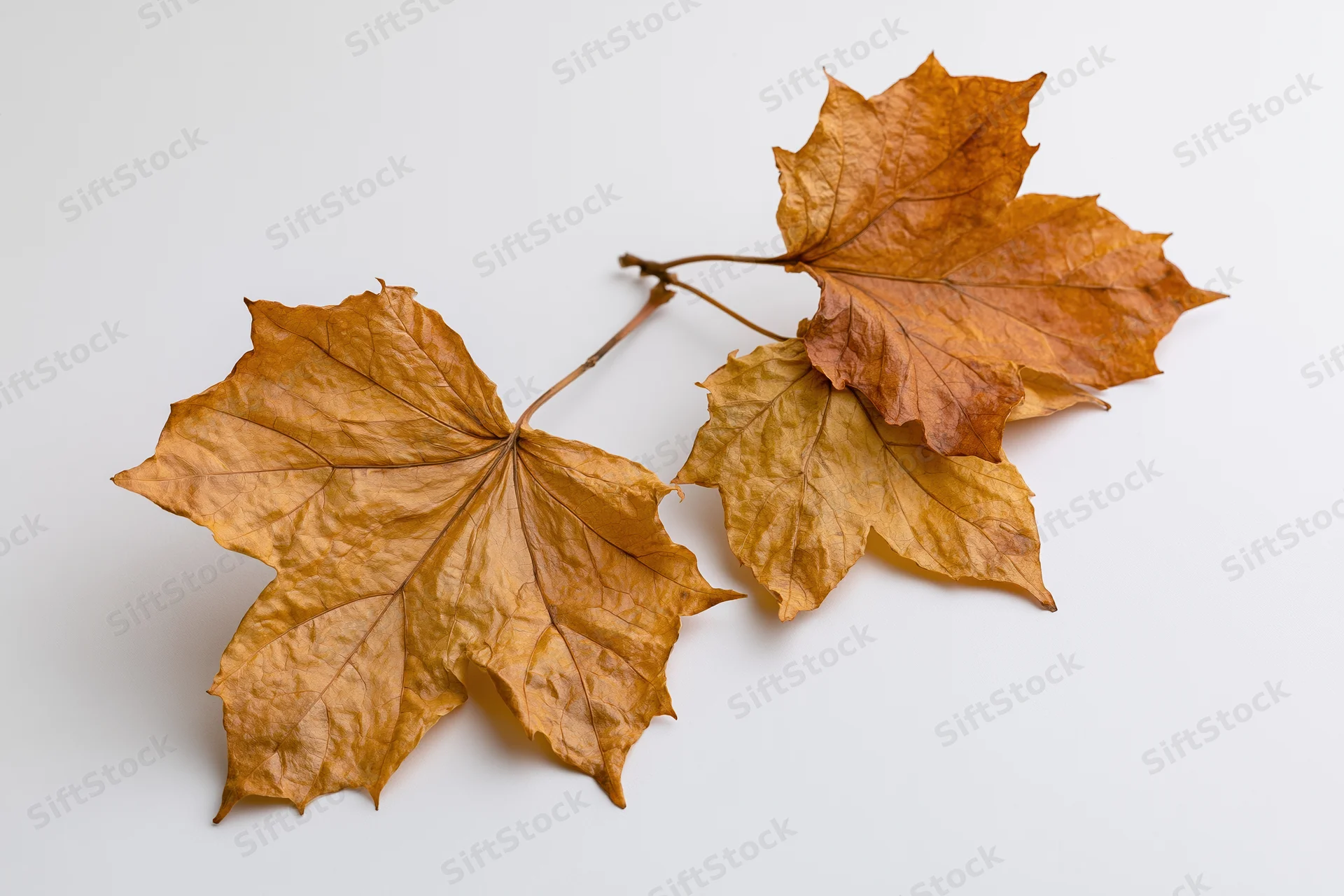 Three dried autumn maple leaves connected by a thin stem on a white surface