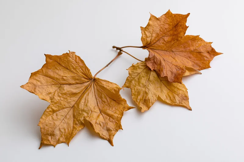 Three dried autumn maple leaves connected by a thin stem on a white surface