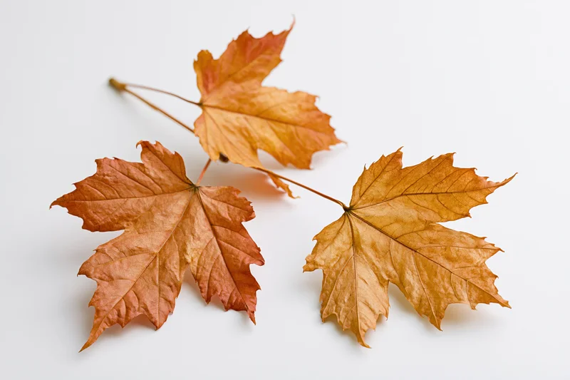 Three dried maple leaves connected by a thin stem on a white surface