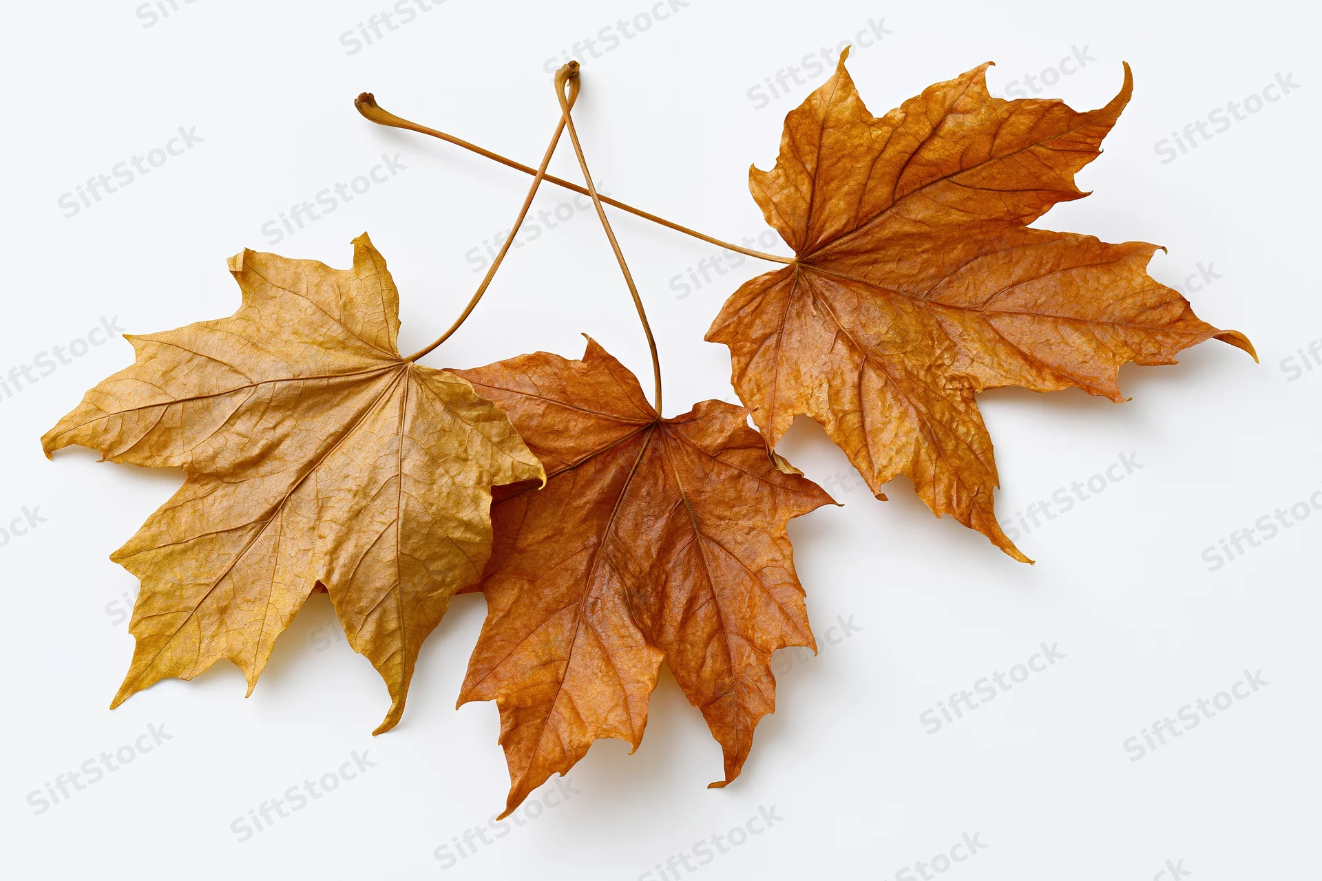 Three dried maple leaves arranged on a white surface
