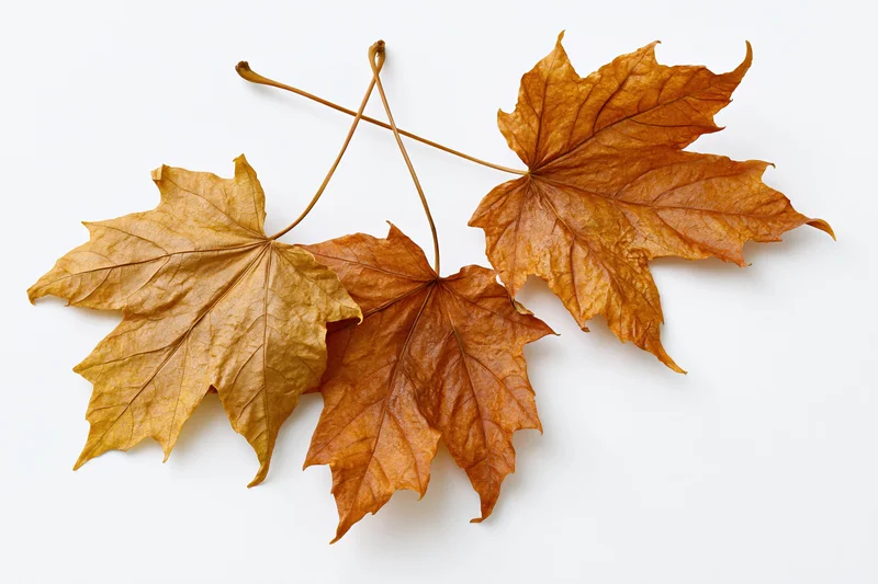 Three dried maple leaves arranged on a white surface