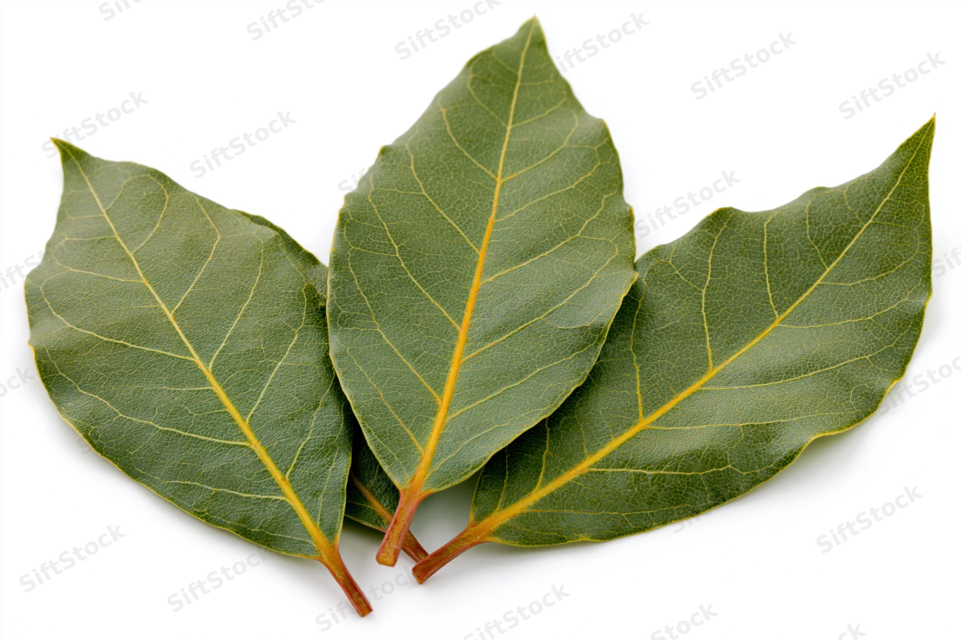Three fresh bay laurel leaves arranged in loose overlapping pattern on white background
