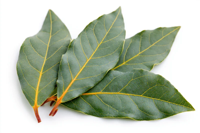 Three fresh bay laurel leaves arranged in loose overlapping on white background