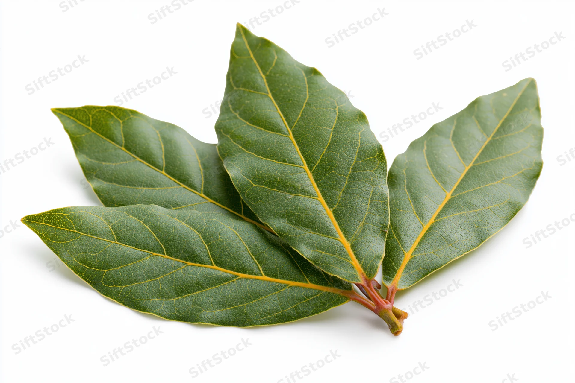Three fresh bay laurel leaves arranged in a loose overlapping pattern on a white background