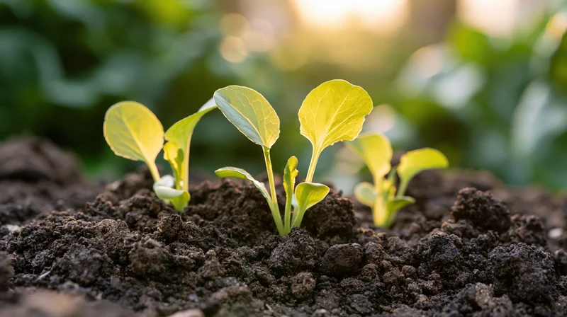 Young seedlings sprouting from dark soil in a garden setting