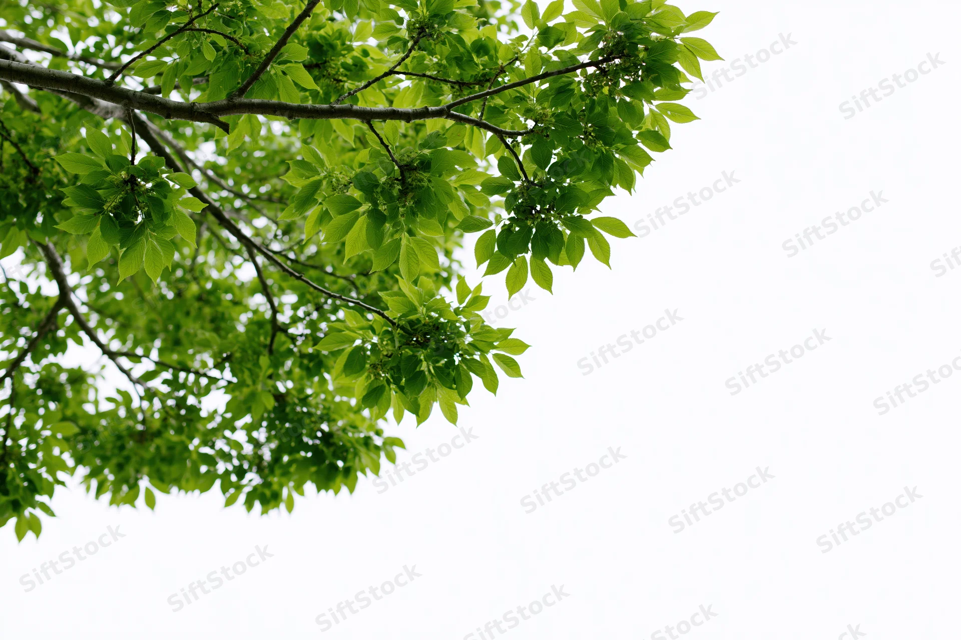 Tree branches with dense clusters of small bright green leaves against a white sky background