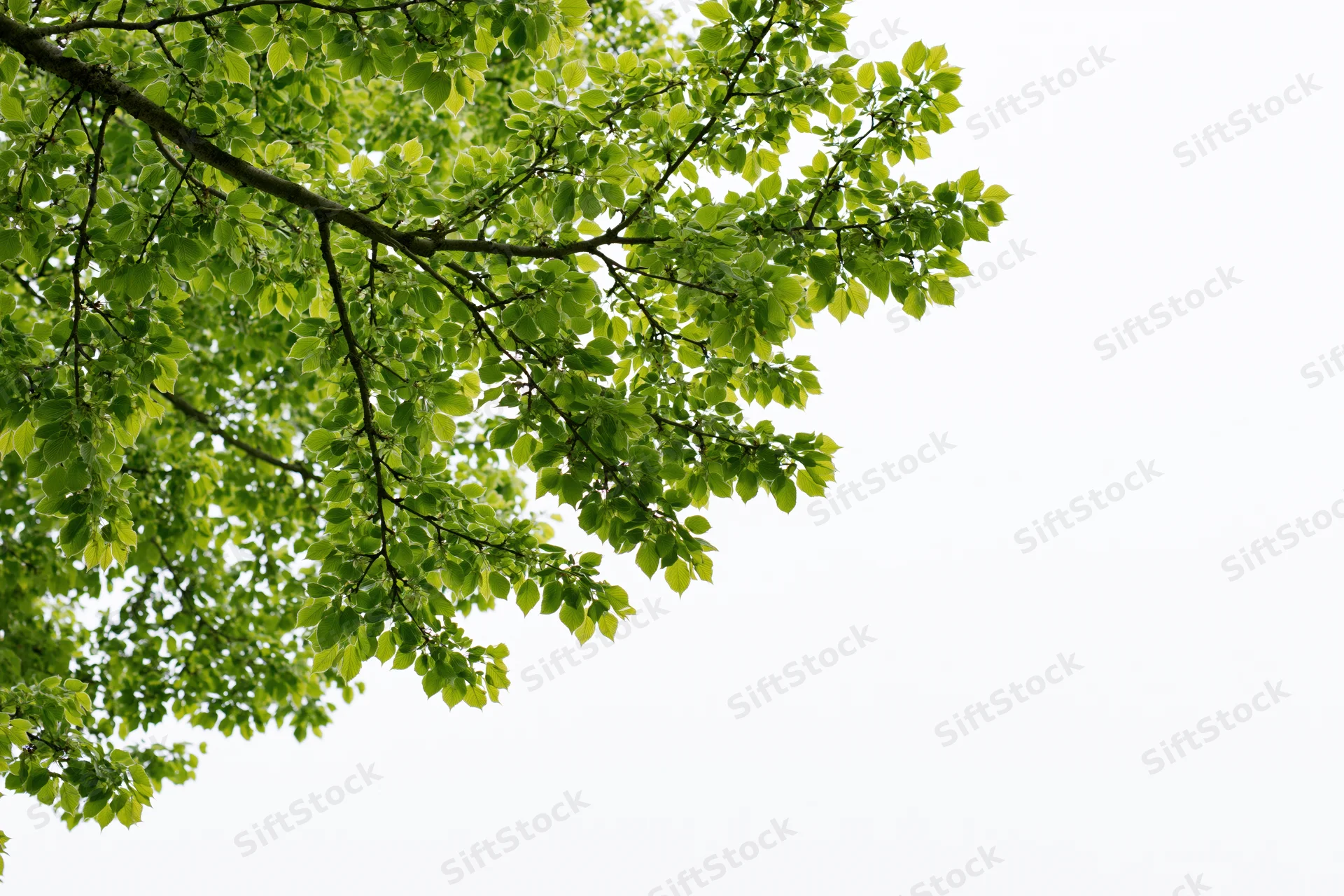 Tree branches with dense clusters of small bright green leaves against a white sky background