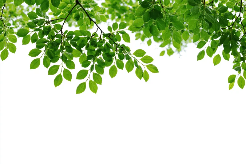 Green leaves hanging from tree branches against white background