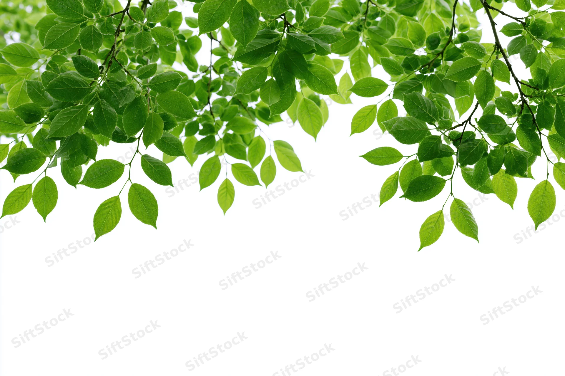 Green leaves hanging from tree branches against white background