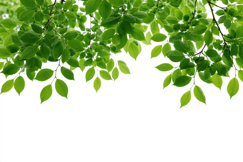 Green leaves hanging from tree branches against white background