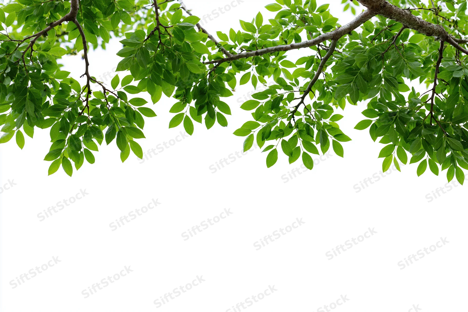 Tree branches with fresh green leaves hanging from the top against a white background