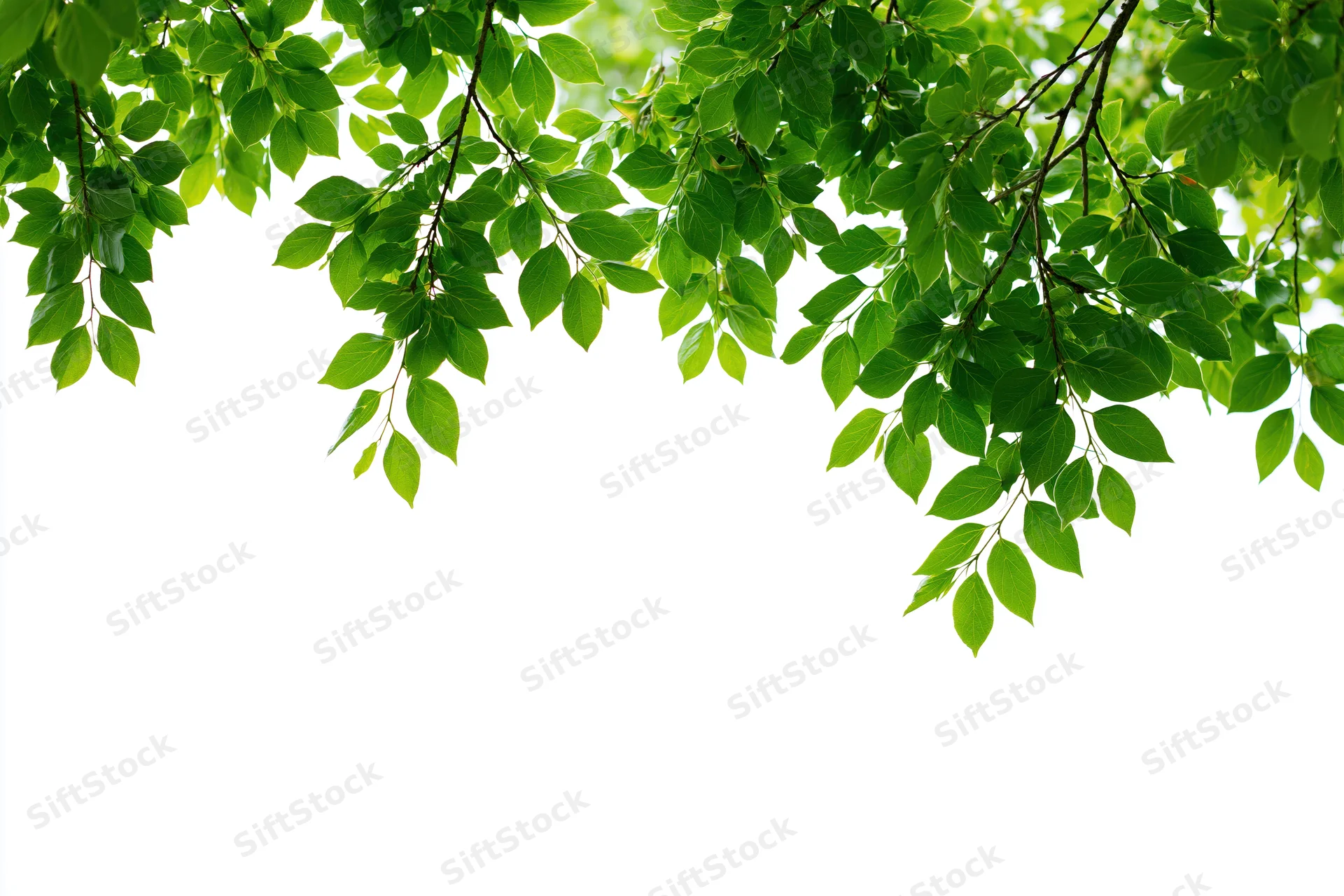 Green leaves hanging from tree branches against white background