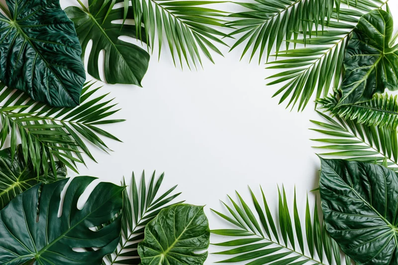 Tropical foliage arranged in a frame around white copyspace on flat surface