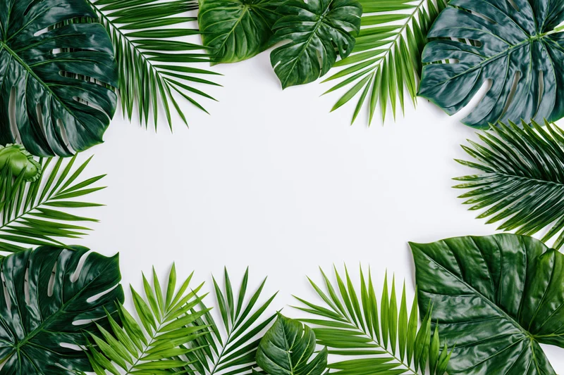 Tropical leaves arranged in a frame around white copyspace