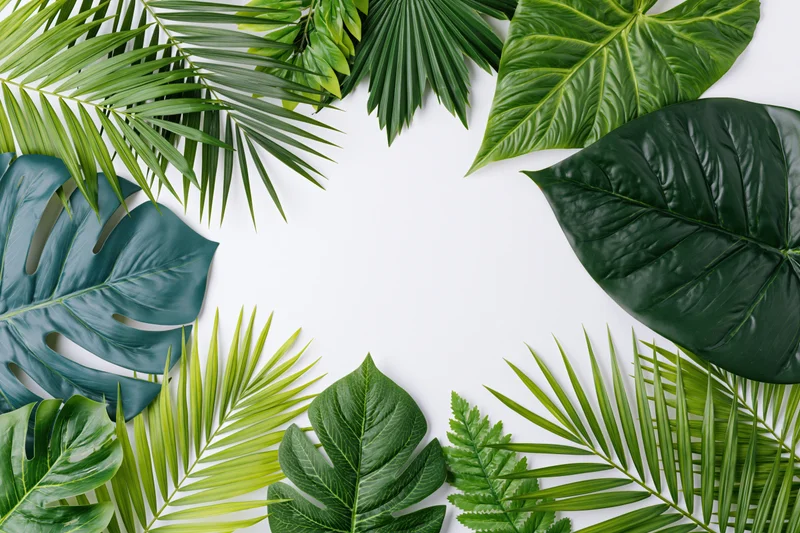 Tropical leaves arranged in a frame around white copyspace