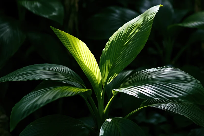Tropical plant with large ribbed leaves radiating outward in dappled sunlight
