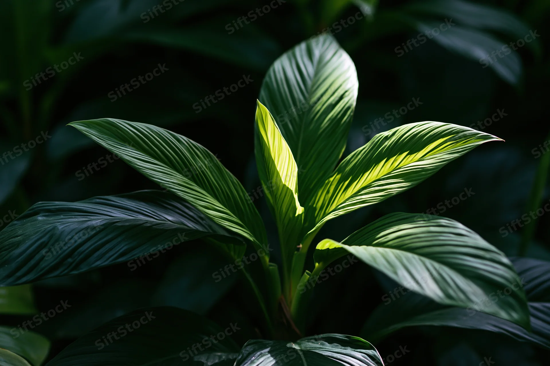Tropical plant with large ribbed leaves radiating outward in dappled sunlight