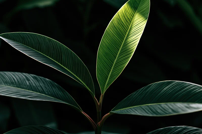Closeup of tropical plant with large ribbed leaves radiating from central stem against dark background