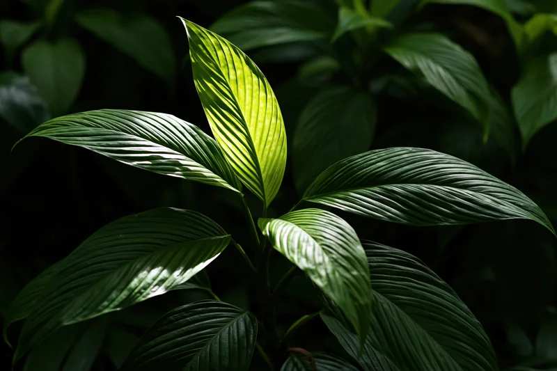 Tropical plant with large ribbed leaves radiating outward in dappled light